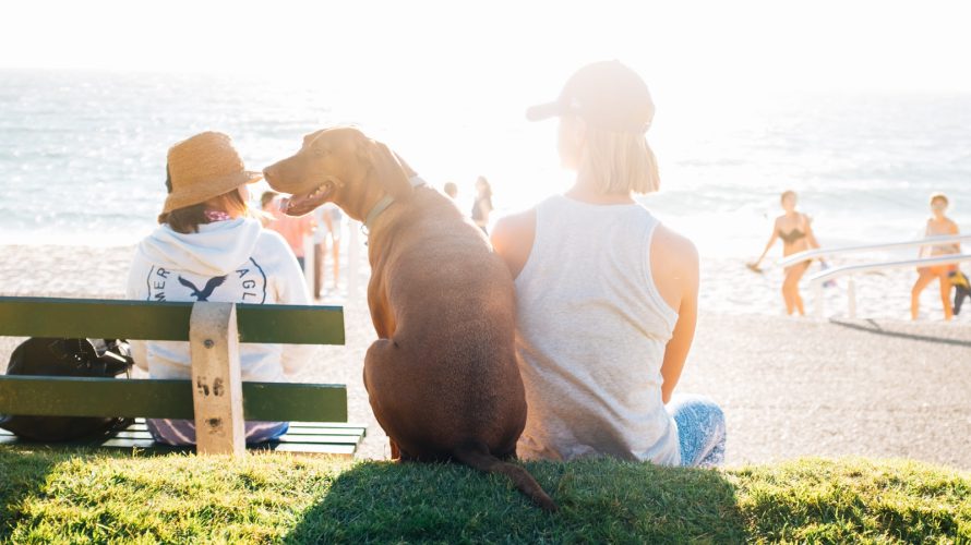 short-coated brown dog sit beside person wearing white tank top near beach during daytime