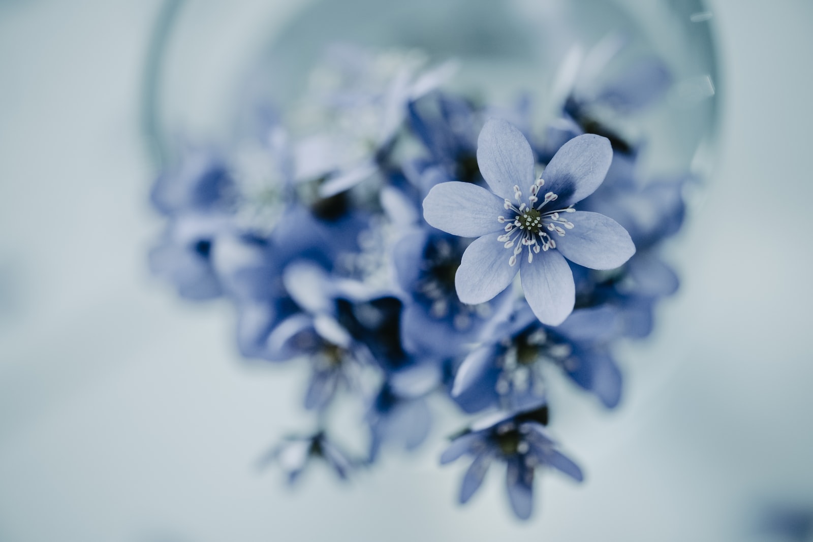 a bunch of blue flowers in a glass vase